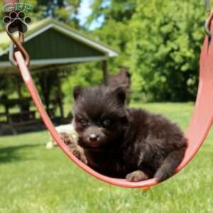 Nasir, Pomsky Puppy